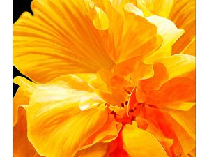 Tulipan Jaune
