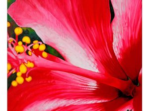 Hibiscus Rose